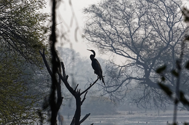 Keoladeo national park-073